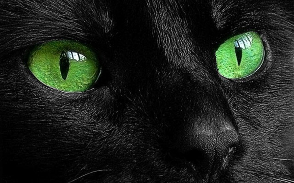 Кошачьи глаза