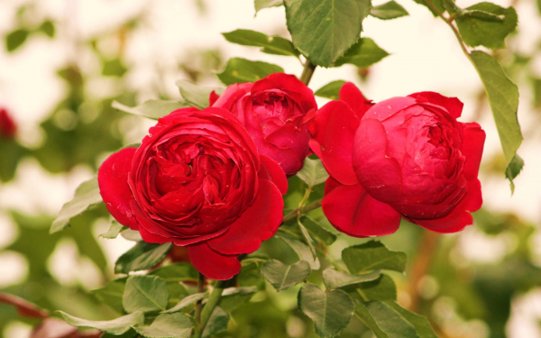 Бутоны красных роз