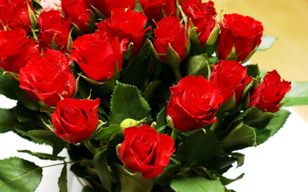 Красные розы - символ любви