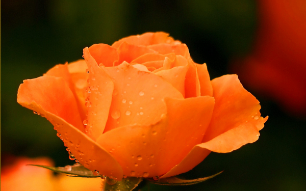 Оранжевая роза