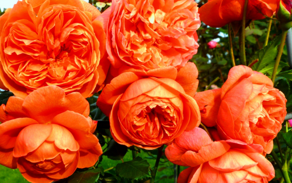 Розы крупные оранжевые