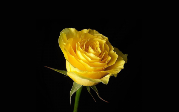 Желтая роза на черном фоне