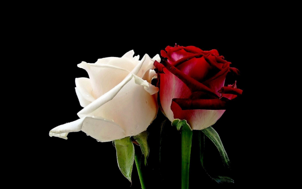 Розы белая и красная