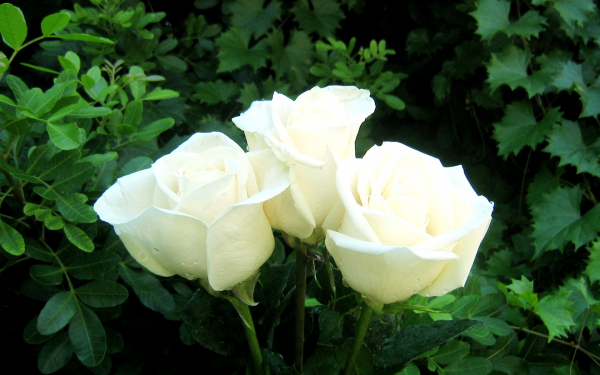 Бутоны белых роз
