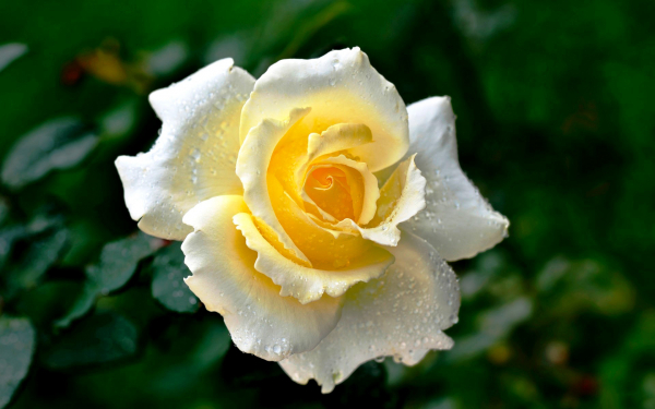 Желто-белая роза