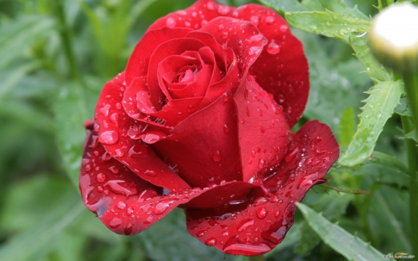 Красная роза в каплях дождя