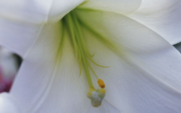 Белая амазонская лилия