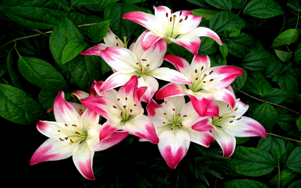 Бело-розовые лилии