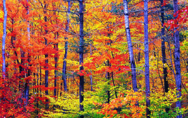 Осенняя картинка леса