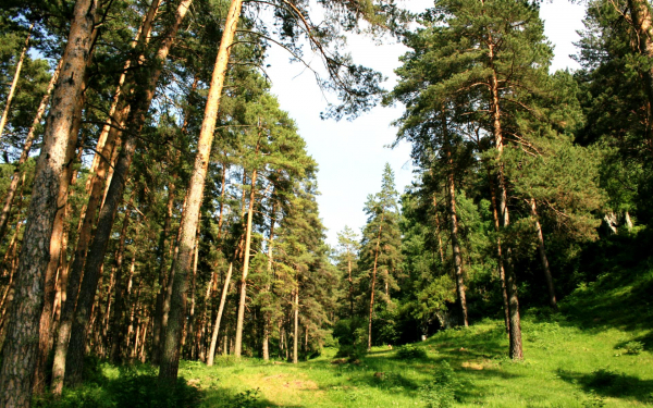 Сосновый лес