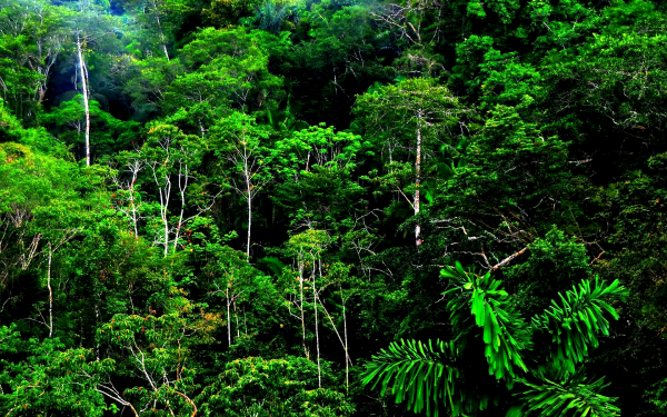 Лес в тропиках