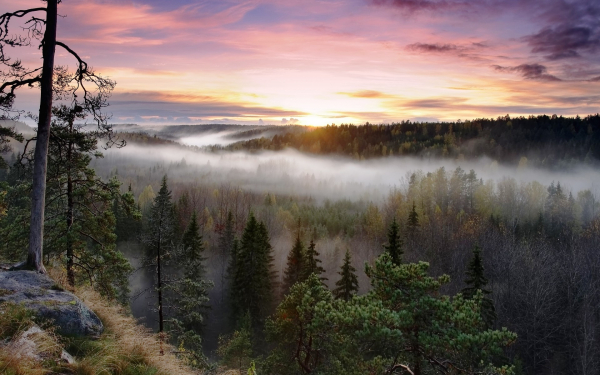 Над лесом утренний туман