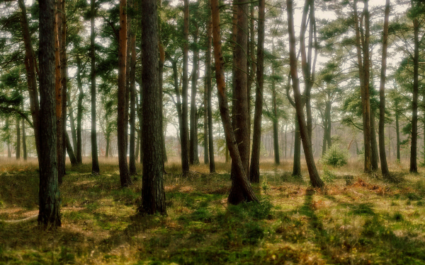 Картинка лес