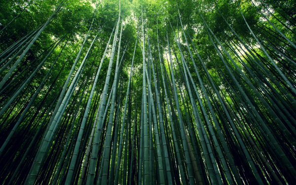 Зеленый лес бамбука