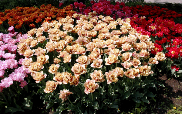 Разноцветные махровые тюльпаны