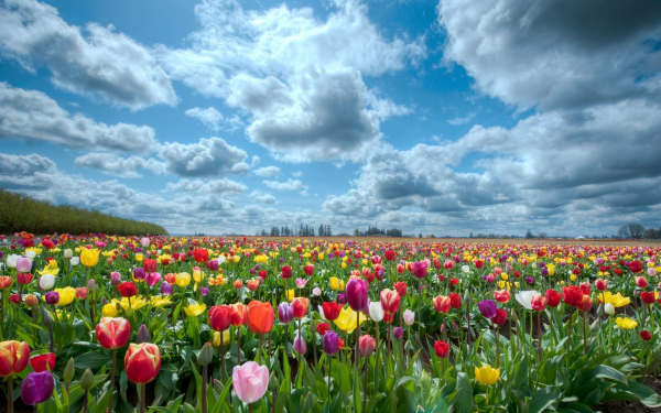 Разноцветные тюльпаны в поле