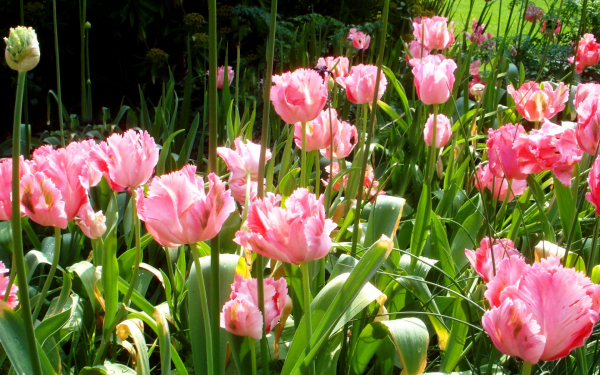 Тюльпаны махровые розовые