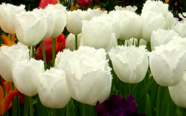 Бахромчатые белые тюльпаны