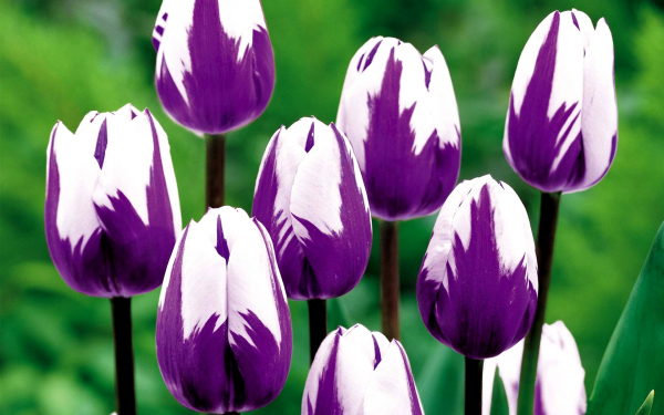 Тюльпаны бело-фиолетовые