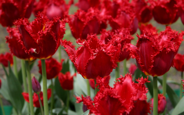 Тюльпаны красные бахромчатые