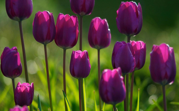 Фиолетовые тюльпаны картинка