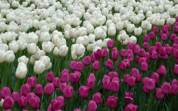 Тюльпаны белые и пурпурные