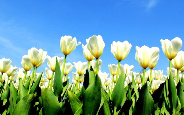 Белые тюльпаны под синим небом