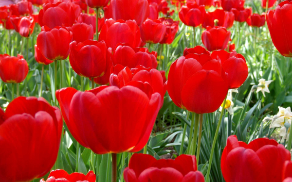 Тюльпаны красные цветут
