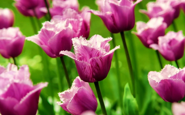 Тюльпаны фиолетовые махровые