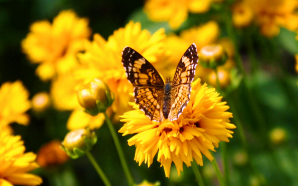 Бабочка на цветке георгина