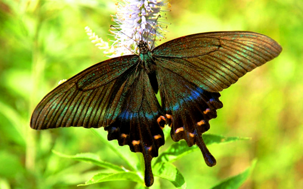 Махаон - красивая бабочка