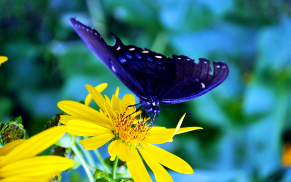 Синяя бабочка на желтом цветке