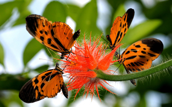 Четыре бабочки на цветке