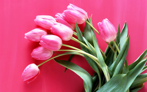 Букетик розовых тюльпанов