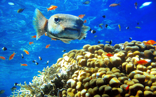 Рыбы и кораллы в Красном море