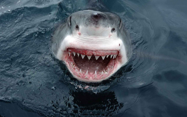 Улыбка белой акулы
