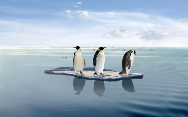 Три пингвина на льдине