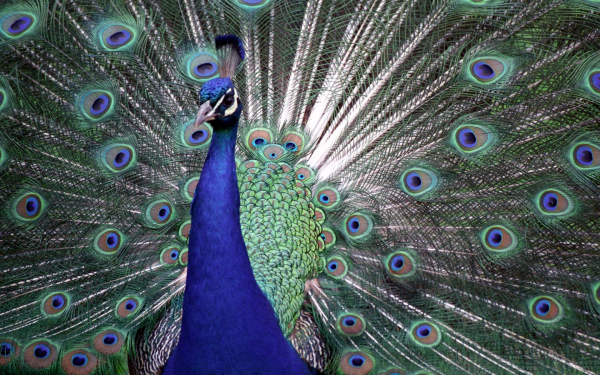 Птица павлин