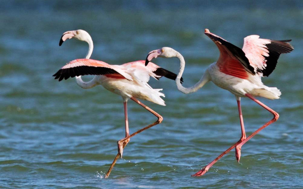 Танец фламинго на воде