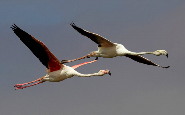Летят фламинго