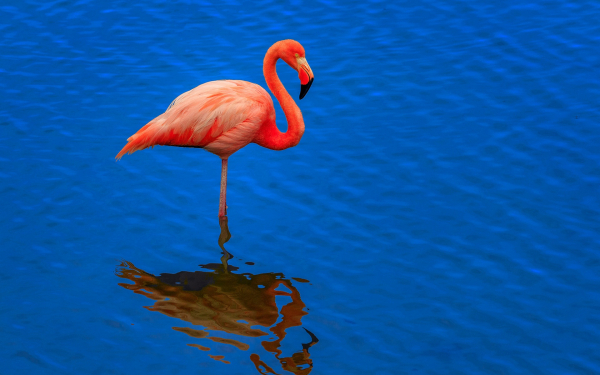 Розовый фламинго на воде