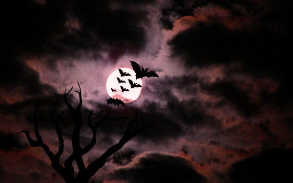 Картинка ночь Хэллоуина