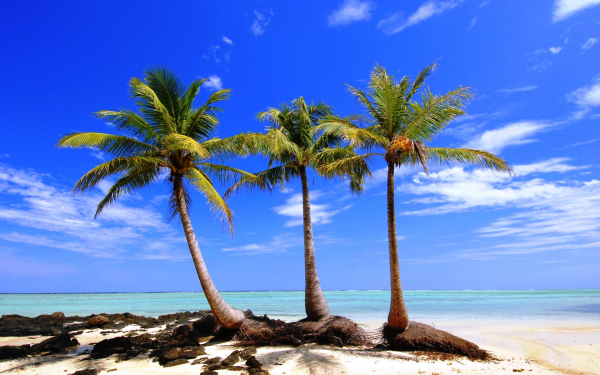 Три пальмы на морском берегу