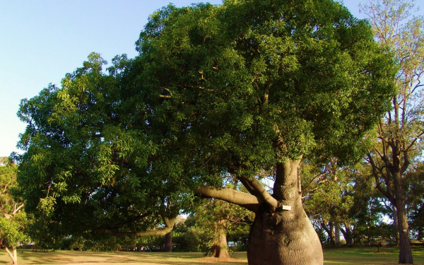 Австралийский баобаб или бутылочное дерево