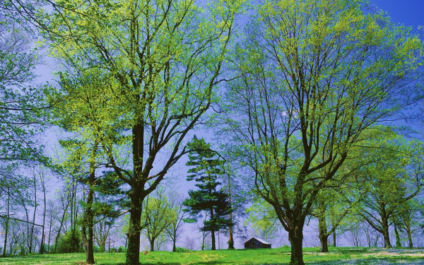 Деревья весной