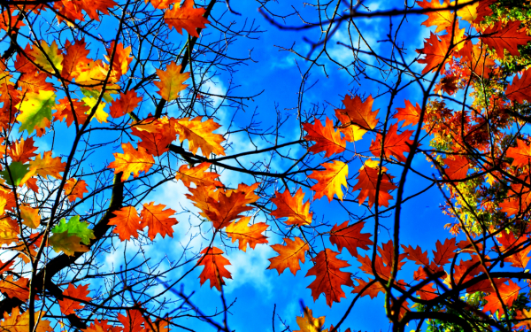 Осенних листьев картинка