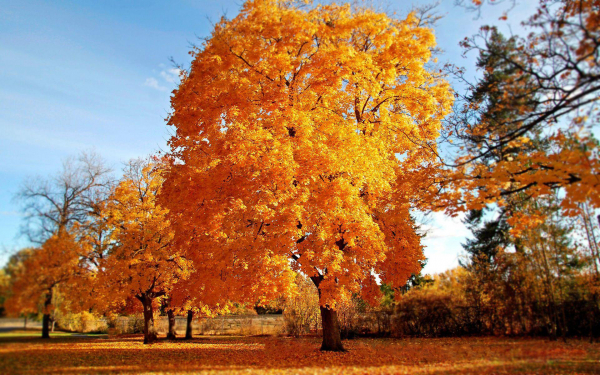 Осенняя позолота деревьев