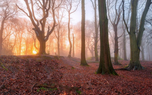 Утро туманное в осеннем лесу