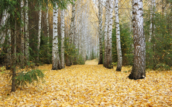 Осенний листопад в лесу
