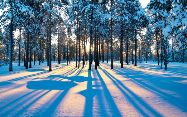 Зимний лес на закате дня